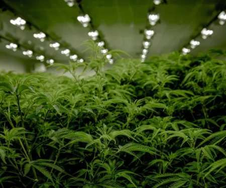 Grow Room Custom Generators Power Grow Rooms in Cannabis Operations