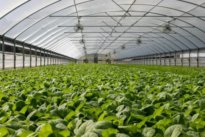 Agriculture