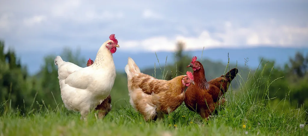Proactive Maintenance Ensures Continuous Operation at Chicken Farm 2 HERO chickens pasture