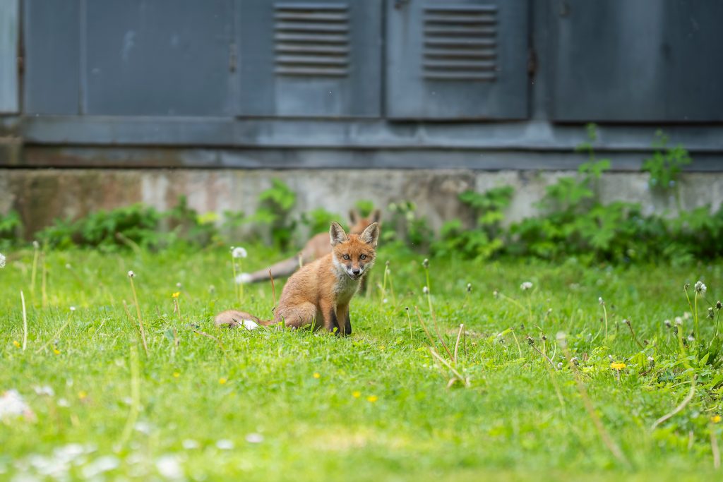 Wildlife at a Substation Root Causes & Strategic Mitigation for Industrial Power Failures